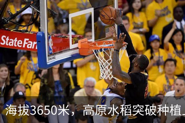 海拔3650米，高原水稻突破种植上限（秋收进行时·不一样的水稻品种）